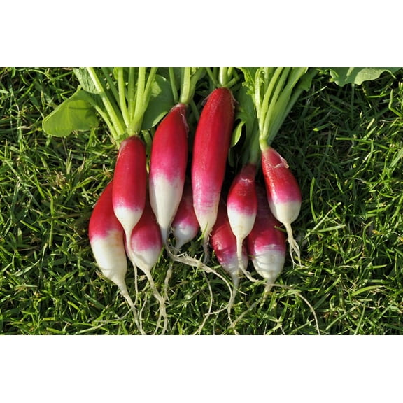 French Breakfast Radish Seeds