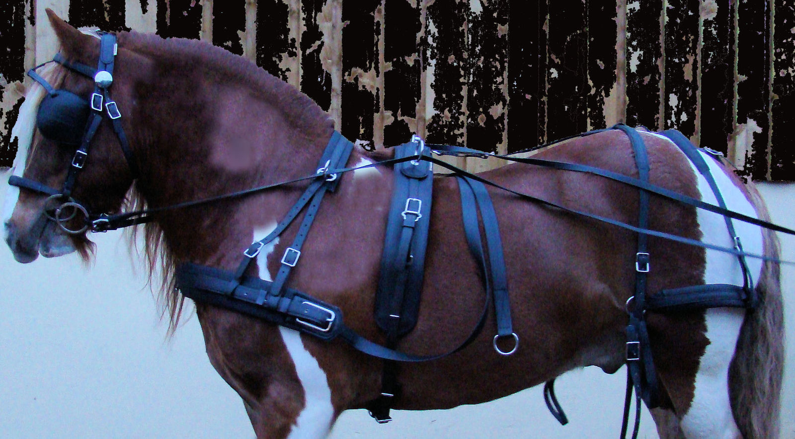 Horse Western Minuature Spotted Leather Driving Show Harness 1060103