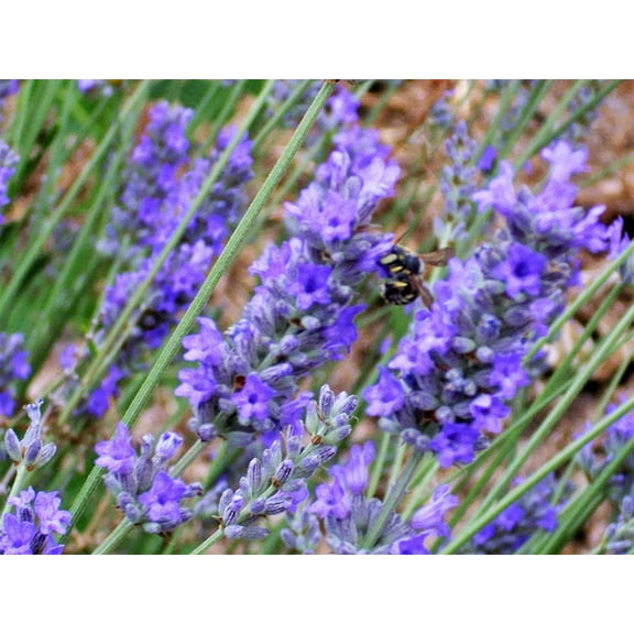 150 Portuguese SPIKE LAVENDER Lavandula Latifolia syn. Spica Broadleaved Fragrant Blue Purple Flower Herb Seeds