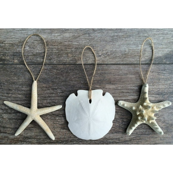 Nautical Christmas Ornaments | Natural White Finger Starfish, Arrowhead Sand Dollar and Knobby Starfish Ornaments 4"-5" | 1 of Each | Plus Free Nautical eBook by Joseph Rains