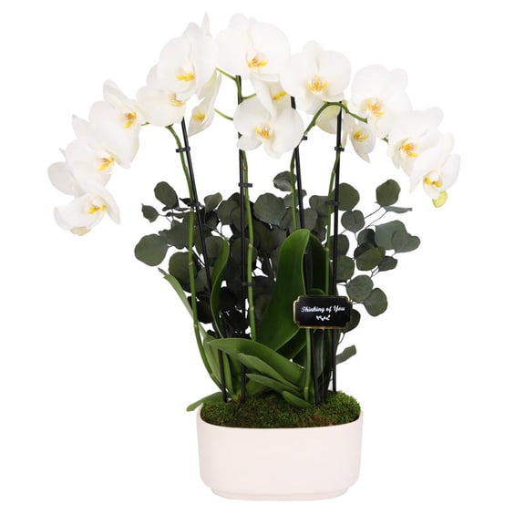 From You Flowers - Thinking of You White Orchid Duo for Birthday, Anniversary, Get Well, Congratulations, Thank You, All Occasions