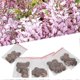 thumbnail image 4 of 50 Pcs Chinese Wisteria Sinensis Seeds Perennial Climbing Vine(pink Wisteria Sinensis), 4 of 5