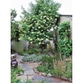 thumbnail image 3 of 50 Graines de Sureau Bleu Sambucus Caerulea Arizona Bleu Arbuste Sureau Fruit Baie, 3 of 10