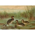 thumbnail image 2 of Johann Friedrich Naumann 24x18 Black Ornate Framed Double Matted Museum Art Print Titled: Colymbus Fluviatilis Tun., Little Rag Diver, 2 of 5