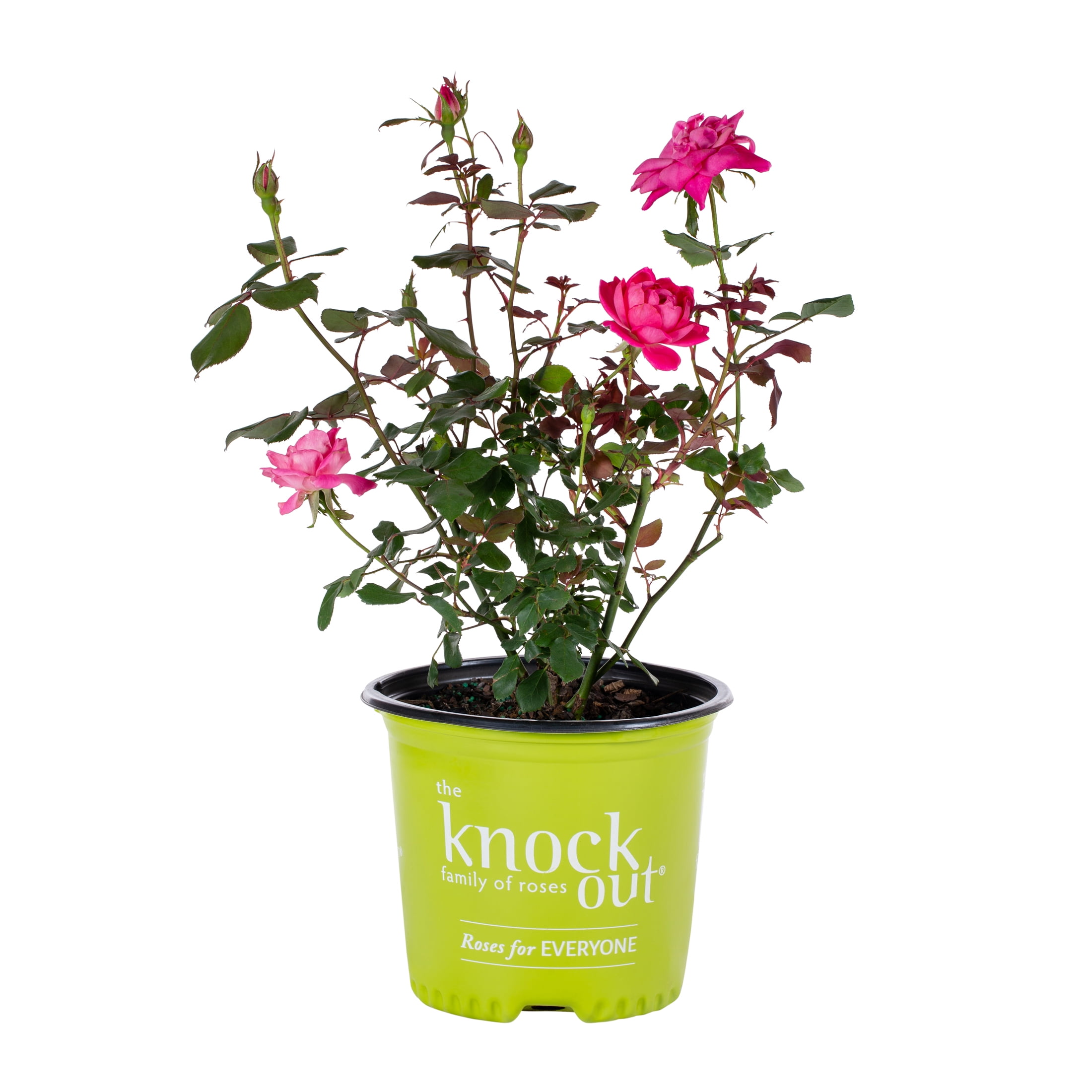 Pink Double Knock Out Rose 1G Flowering Live Shrub (1-Pack) with Grower Pot