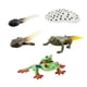 thumbnail image 2 of Figuras de animales de ciclo Montessori Hugo Juguete de aprendizaje de ranas modelo A, 2 of 10