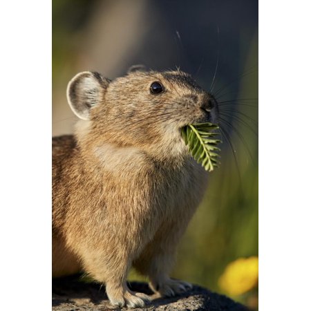American pika (Ochotona princeps) with food in its mouth, San Juan National Forest, Colorado, Unite Print Wall Art By James
