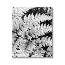 Stupell Indtries Forest Fern Fronds High Contrast Black White Photography,36 x 48,Design by Gail Peck