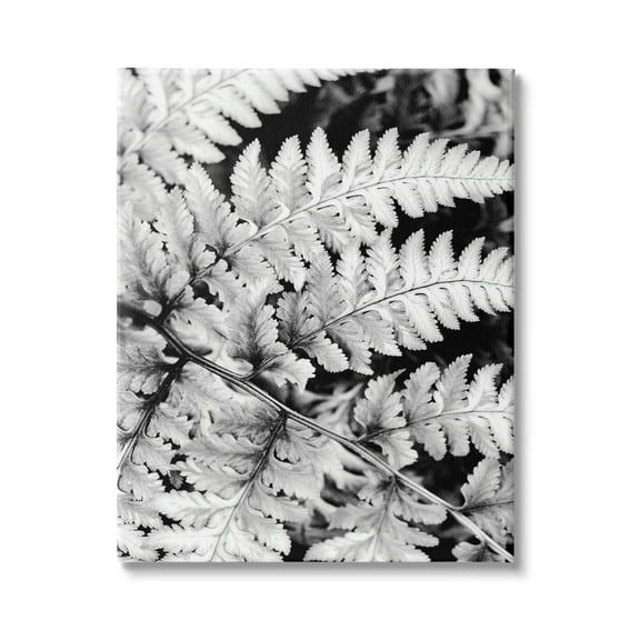Stupell Indtries Forest Fern Fronds High Contrast Black White Photography,36 x 48,Design by Gail Peck