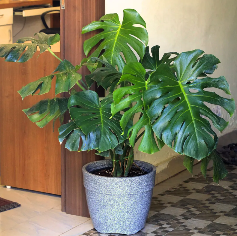 Monstera Deliciosa Live Plant, Live Monstera Plant, Monstera Live Plant, Live Monstera Plant Indoor, Philodendron Monstera Tree 4 to 6 Inch Tall