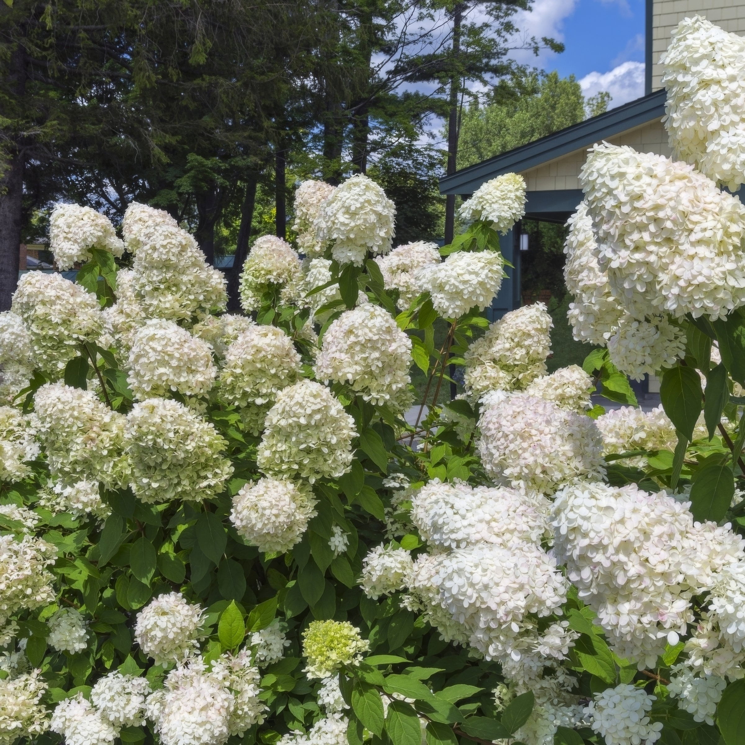 1 gal. Hydrangea Limelight Shrub with White Flowers