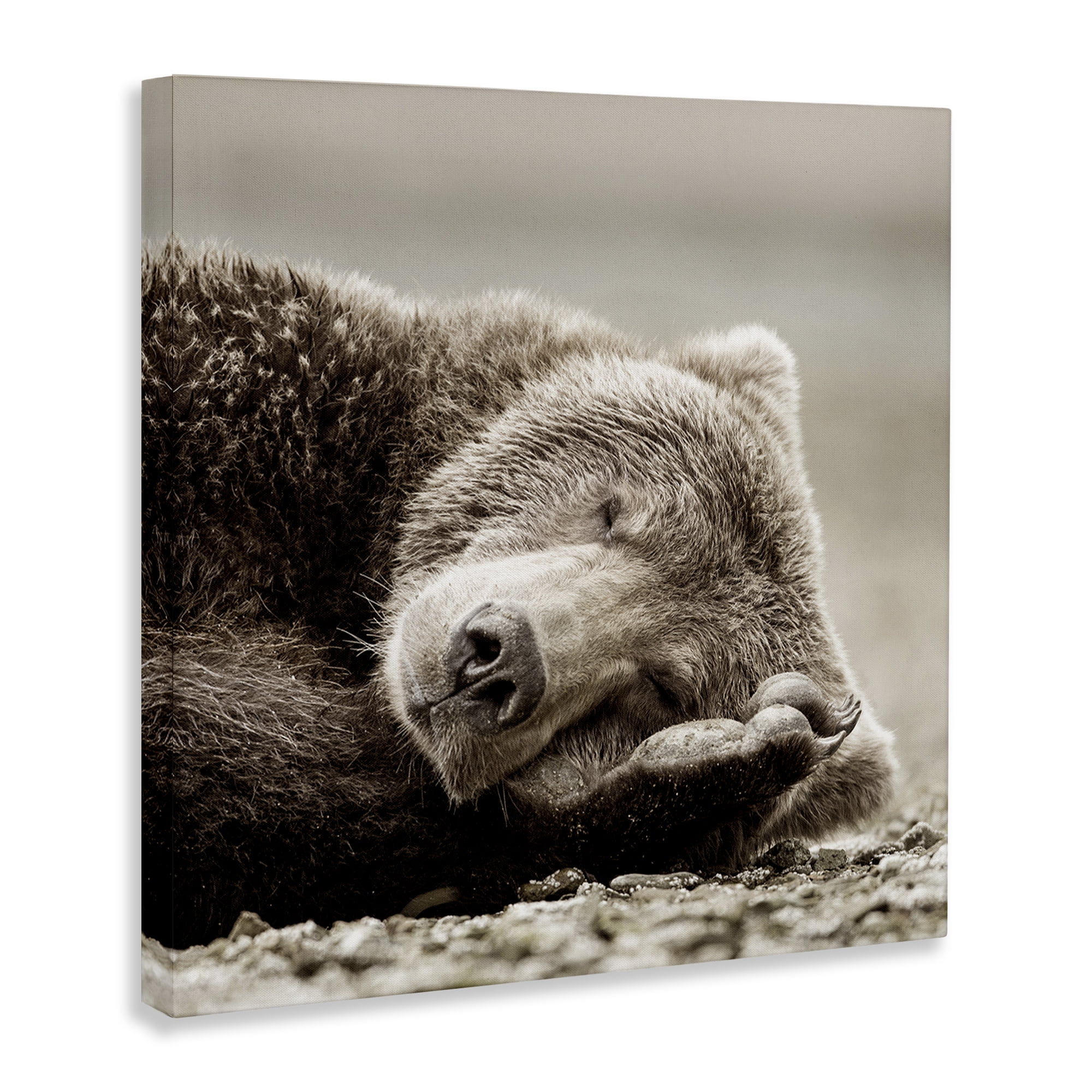 Stupell Industries Cozy Sleeping Bear Animals & Insects Photography Gallery Wrapped Canvas Art Print Wall Art, 36 x 36