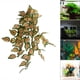 thumbnail image 3 of Plantas acuáticas artificiales Yuyangstore Decoración del hogar 16 pulgadas 40 cm, 3 of 7
