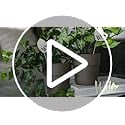 Wild Interiors 13-16" Valentine's Day ZZ Live Plant in 5" Pink Ceramic with Pink Heart, House Plant