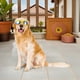thumbnail image 4 of FELTECHELECTR 3Ud Gafas Para Perros Con Protección Rayos Uv Y Correa Antideslizante Para Exterior, 4 of 6