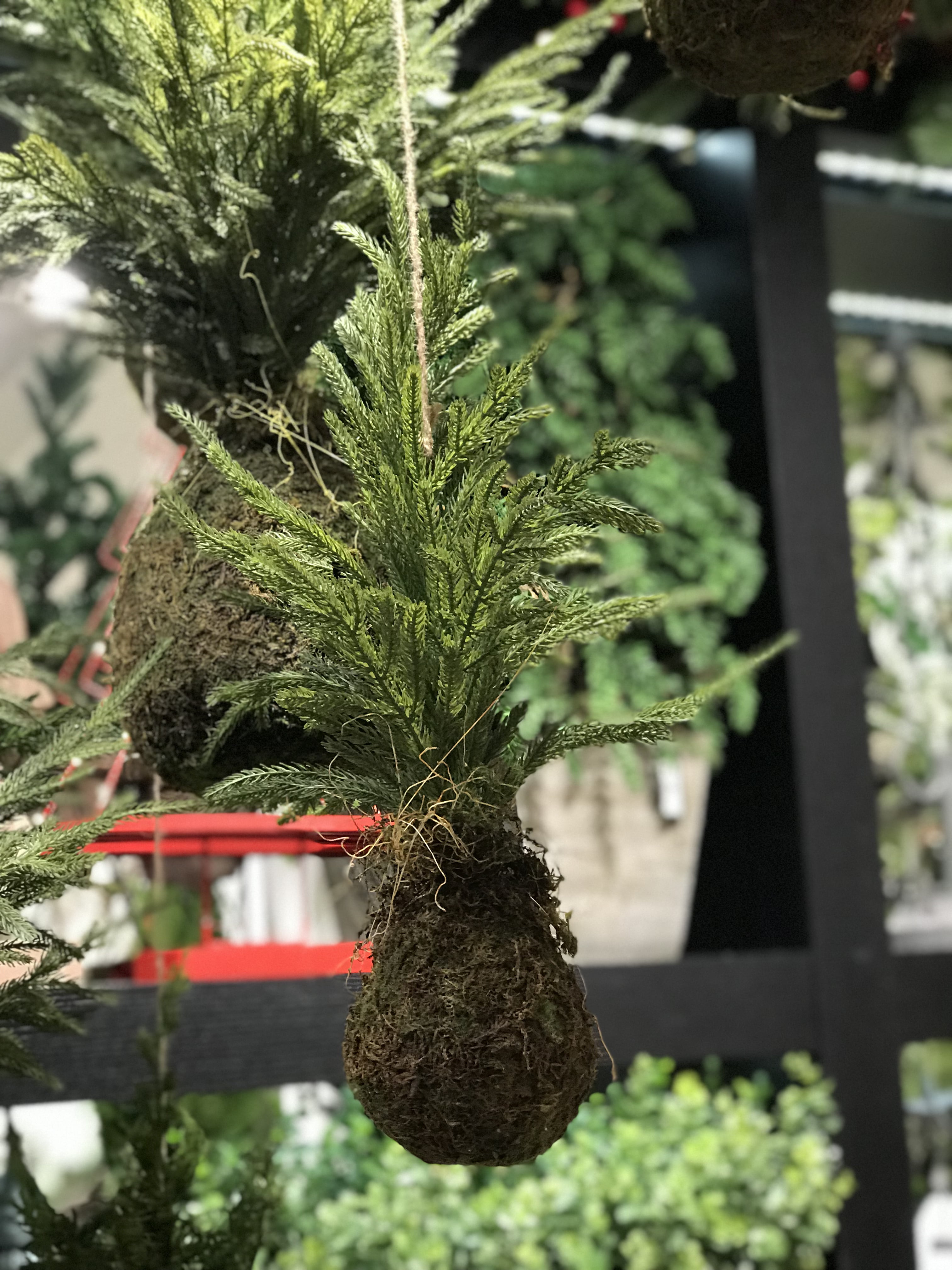 22''Hanging Pine Tree with Moss Root