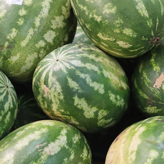 Watermelon Seeds - Klondike R7 - 4 Oz ~1,960 Seeds - Citrullus lanatus - Farm & Garden Vegetable Seeds - Non-GMO, Annual, Open Pollinated