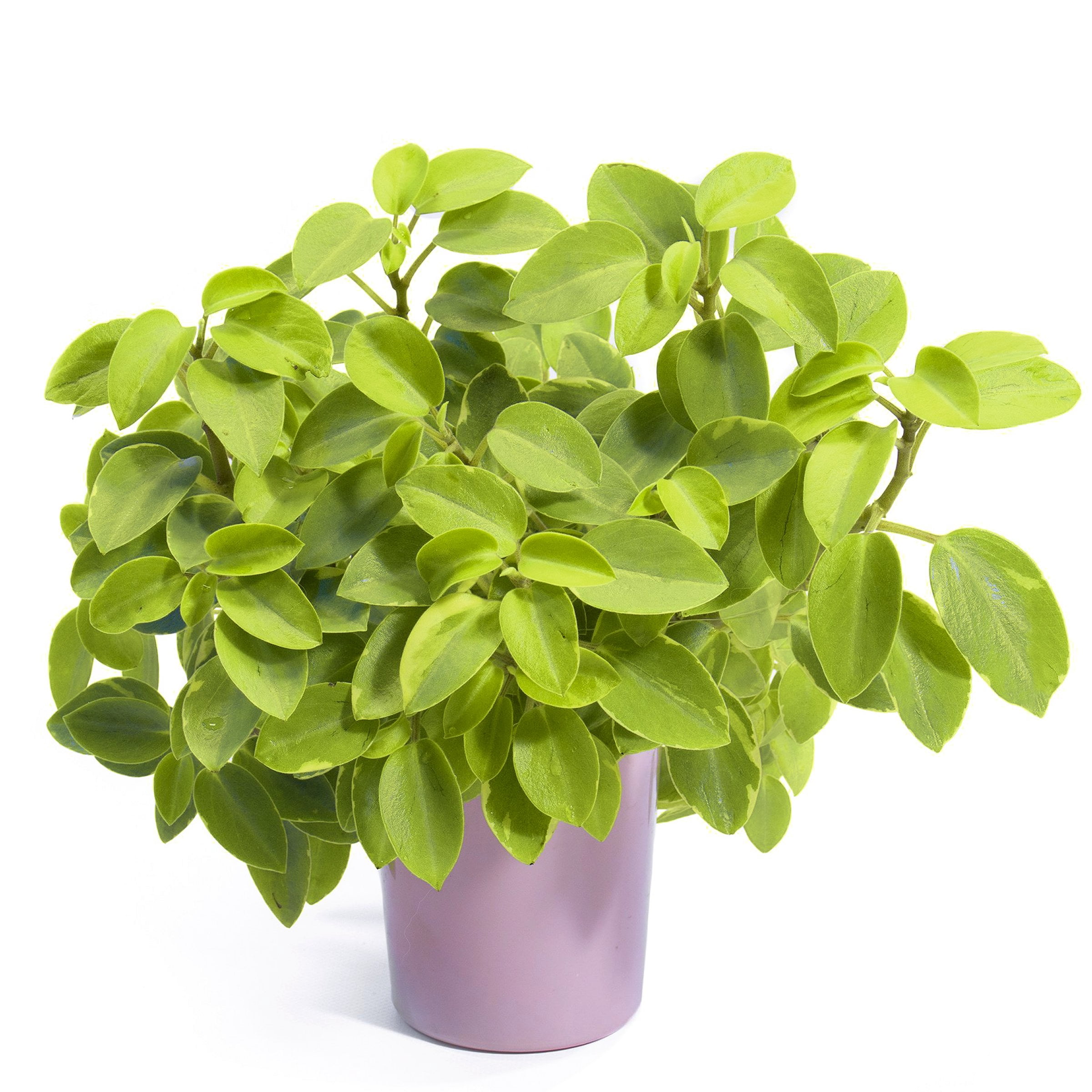 4 in. Peperomia Pixie Lime Plant in Grower Container (3-Pack)