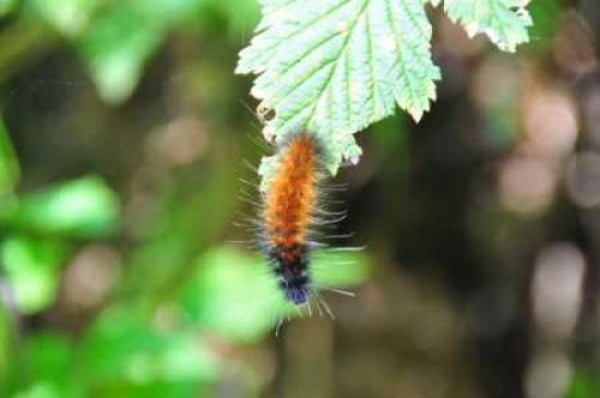 Caterpillar On Leaf