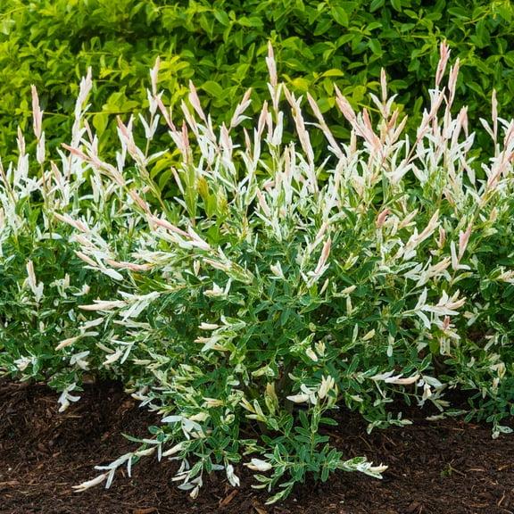 12 to 18 In. Tall, Dappled Willow, Dormant Bare Root Flowering Starter Shrub - 1 starter plant per offer