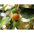 thumbnail image 6 of 15 INDIAN PLUM Osoberry Oregon Oso Berry Oemleria Cerasiformis Fruit Shrub Seeds, 6 of 11