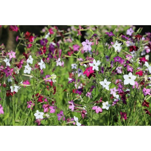 Seedville 100 Nicotiana Alata Plant Seeds, Mixed Colors Fragrant