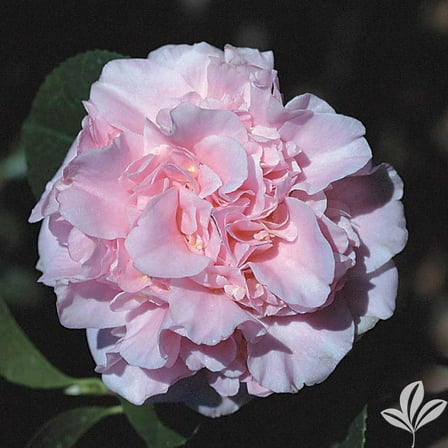 King's Ransom Camellia in Trade Gallon container (0.667 gallons of dirt) *Cold and Heat Sensitive, Cannot ship out of USA