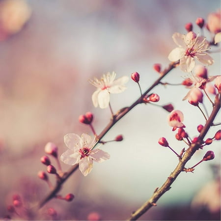 Decorator Spring Wound Wall - Cherry Blossom In Spring Home Wall Decor Art Decorations Prints, Square Signs