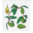 thumbnail image 3 of Avocado Shower Curtain, Hand-Drawn Tropical Nature Themed Exotic Fruits Hanging on Tree Branches Print, Fabric Bathroom Set with Hooks, 69W X 84L Inches Extra Long, Green and Brown, by Ambesonne, 3 of 3