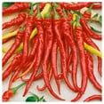 thumbnail image 3 of Everwilde Farms - 1 lb Organic Sweet Cayenne Hot Pepper Seeds - Gold Vault Bulk Seed Packet, 3 of 3