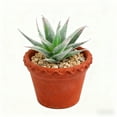 thumbnail image 3 of Fleurs de Produit2 - Arrangement de Verdure Succulente Réaliste pour Centre de Table de Maison, 3 of 3