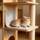 thumbnail image 4 of Alfombrilla rascadora adhesiva recortable para gatos, ideal para muebles, paredes, soportes para árboles y escaleras. Almohadilla protectora de tela para rascar., 4 of 6