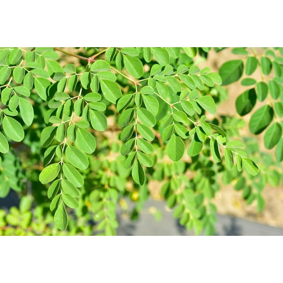 CZ Grain 20  Dwarf Moringa Tree Seeds