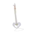 thumbnail image 4 of Modelo De Vertebral Humana Esqueleto Detallado Para Ayuda Didáctica Herramienta De Aprendizaje Educativo Estilo A, 4 of 8