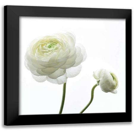 Delimont, Danita 12x12 Black Modern Framed Museum Art Print Titled - White Beauty II