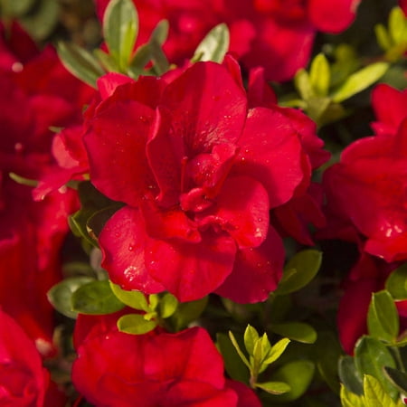 Encore Azalea Autumn Bonfire | Red Blooms - Live Evergreen (Best Time To Plant Shrubs In Colorado)