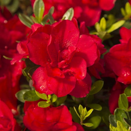 Encore Azalea Autumn Bonfire | Red Blooms - Live Evergreen (Best Time To Plant Shrubs In Colorado)