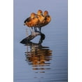 thumbnail image 2 of Jones, Adam 11x14 Black Ornate Wood Framed with Double Matting Museum Art Print Titled - Trio of female Black-bellied whistling ducks and their reflection-Lake Apopka Wildlife Drive, 2 of 4