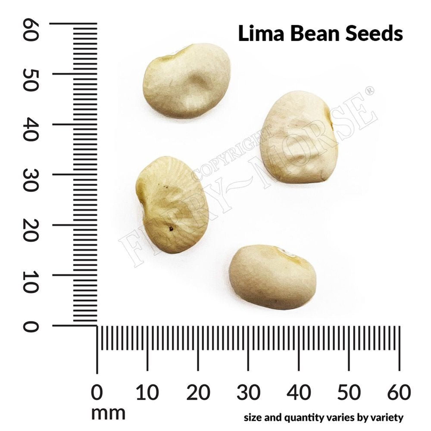 Ferry-Morse Online Edition Lima Bean Fordhook Bush Seed Bundle- 10 Pack