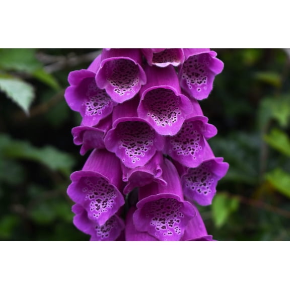 Seedville 1000 Foxglove Pink & Purple Mix Flower Seeds