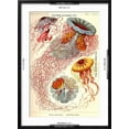 thumbnail image 5 of Art.com Jelly Fish Art Print by Ernst Haeckel, Black Frame Wall Art, 21" x 29", 5 of 5