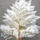 thumbnail image 4 of Xiao Hua Helechos verdes reales preservados, puntas de helecho verdes secas, tallos, guirnaldas de boda, decoraciones para el hogar, ramos, arreglos florales, adornos de pared secos (blancos), 4 of 4