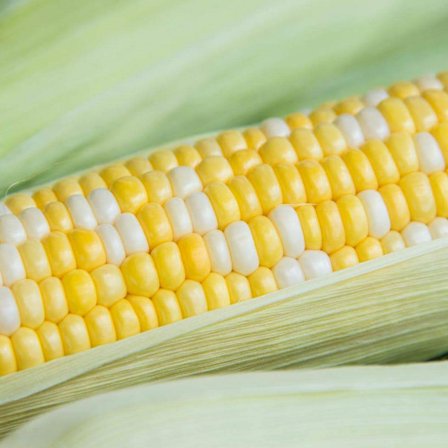 Sweet Corn Simply Irresistible Vegetable Seed (200 Seed Packet)