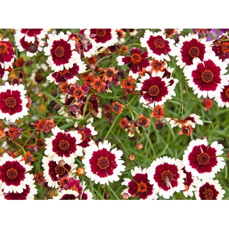 30 INCREDIBLE SWIRL COREOPSIS White  Burgundy Red Tickseed Flower Seeds