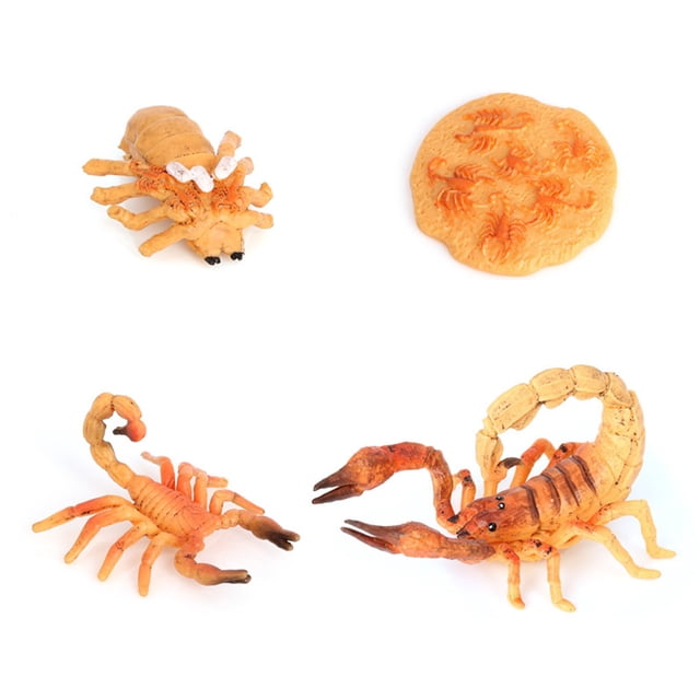 Bewildely 1 Juego de modelo de gusano de pala, Material plástico Premium, figuritas de insectos significativas, modelos de crecimiento educativo temprano Juguetes Educativos escorpión tipo 1 NO3 Bewildely FN010083-02