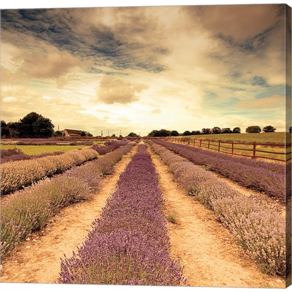 Lavender Fields Forever by Keri Bevan, Canvas Wall Art