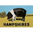 thumbnail image 2 of Advertisement 24x17 Gold Ornate Wood Framed with Double Matting Museum Art Print Titled - Pigs and Pork: Hampshires, 2 of 4