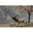 thumbnail image 2 of Archer, Ken 18x13 White Modern Wood Framed Museum Art Print Titled - Bull Elk Bugling-morning song, 2 of 4