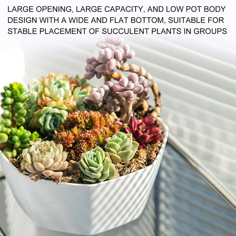 PATLOLLAV Succulent Planter Pots with Drainage Hole 8.23.9inch Round Shallow  Flower Pot Plastic Modern Design Pot Planter for Indoor Plants Cactus All  House Garden Outdoor Bonsai Pot - Walmart.com