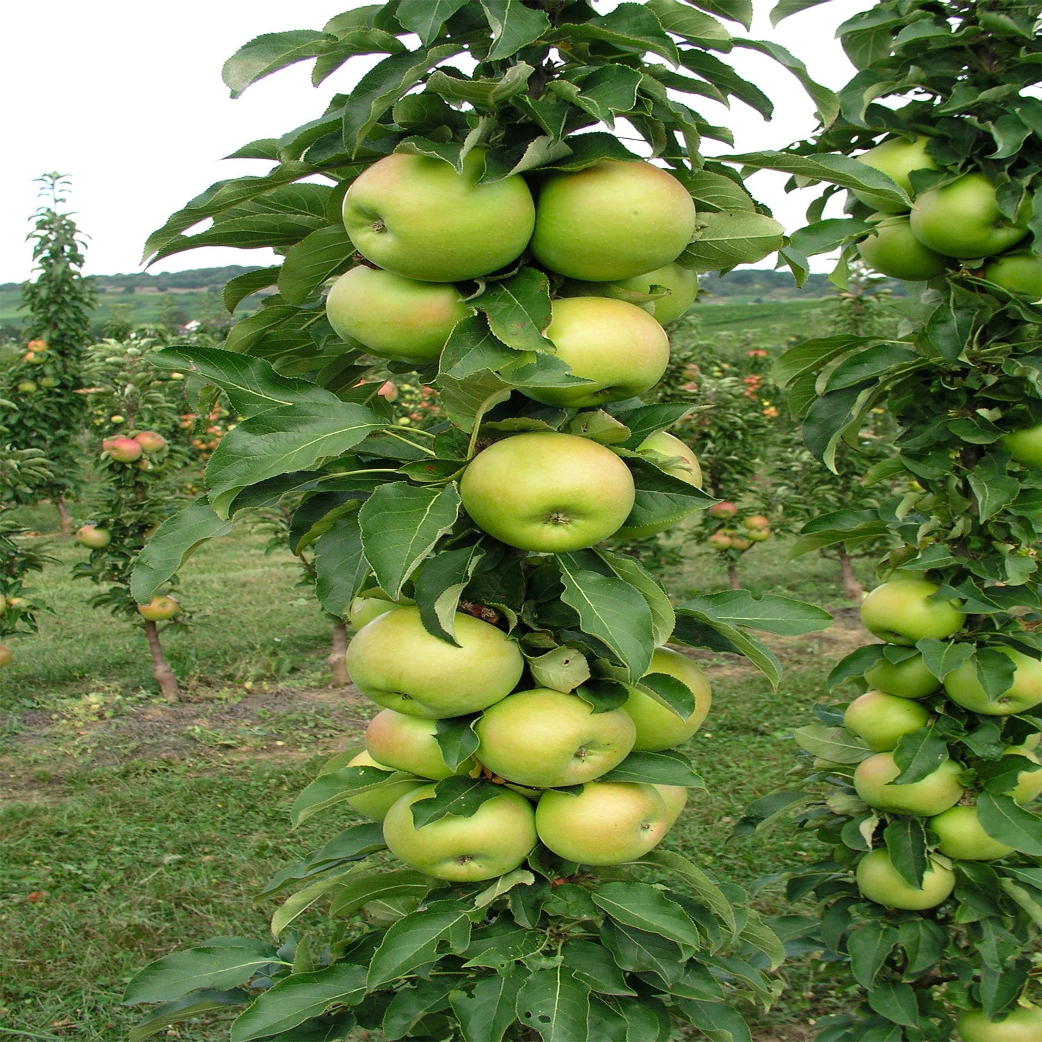 Expert Gardener 2-3' Tangy Green™ Columnar Apple Live Tree in 1 gal. Grower Pot